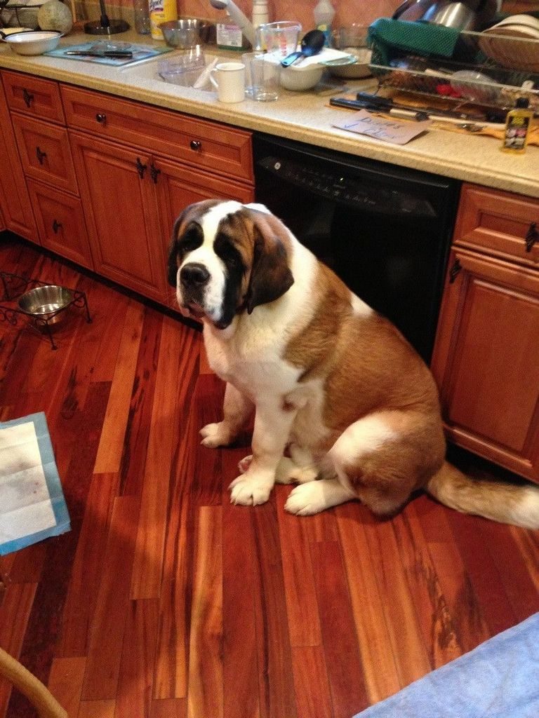 6 Month Old St Bernard Weight