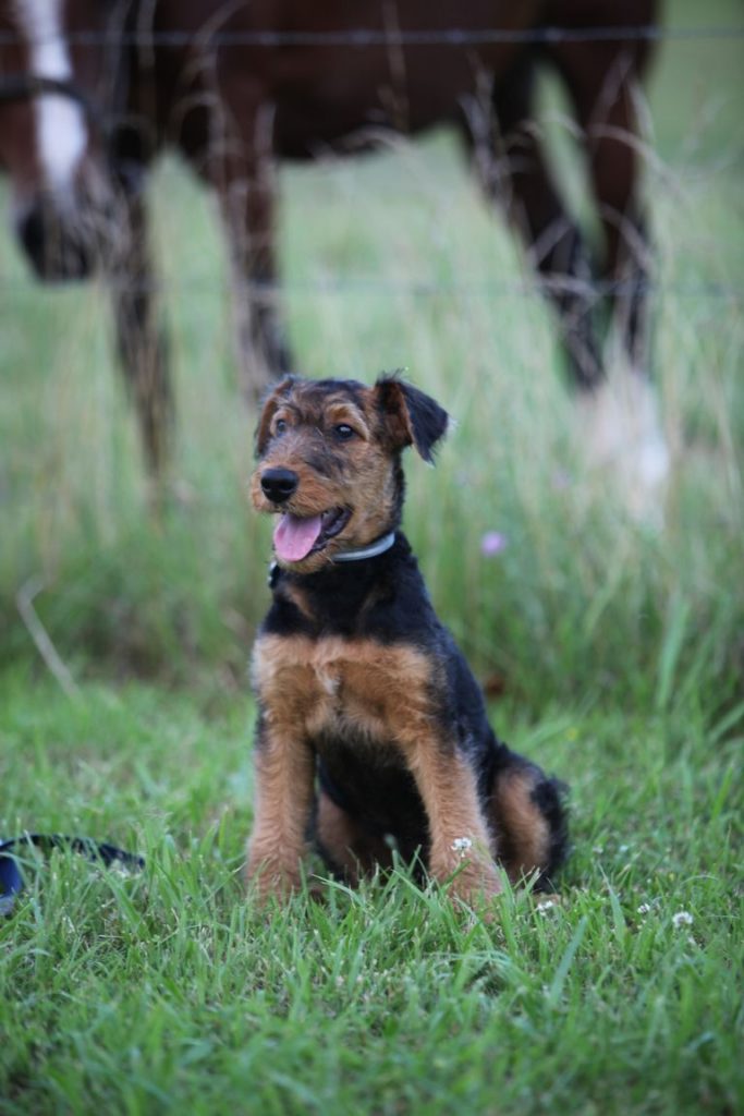 Aberdeen Airedales