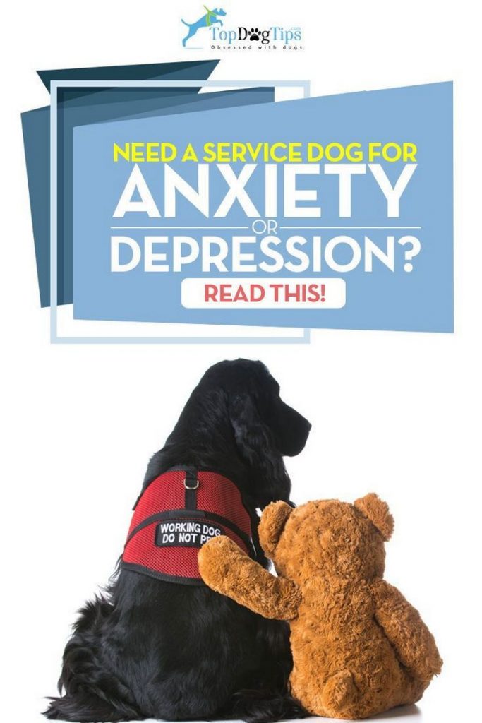 Adopt A Service Dog For Depression