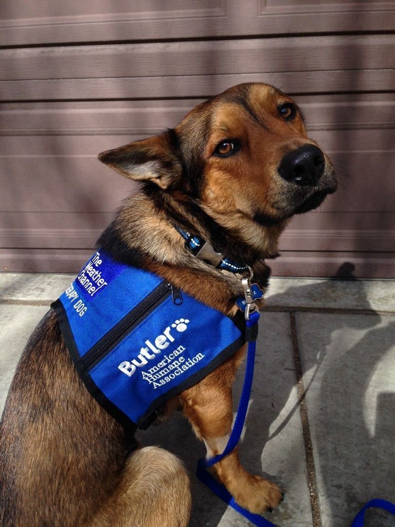 Adopt A Therapy Dog Chicago