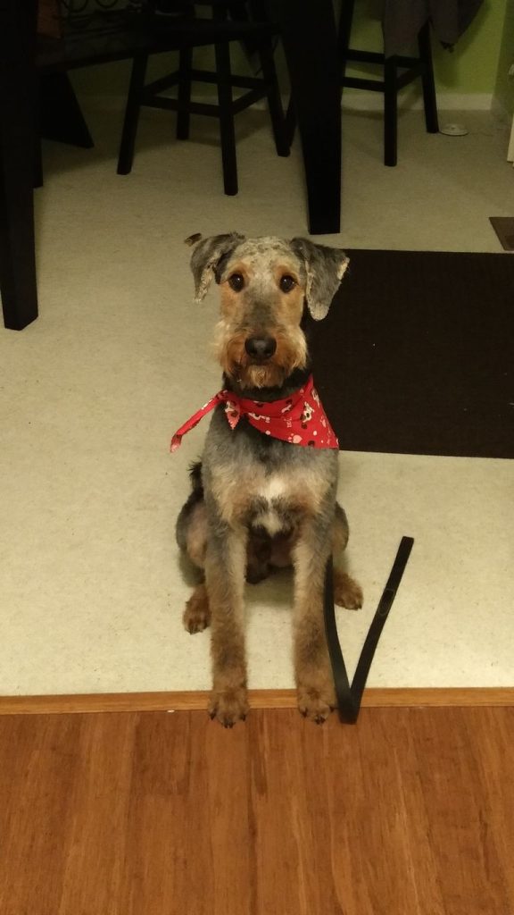 Airedale Puppies For Sale In Michigan