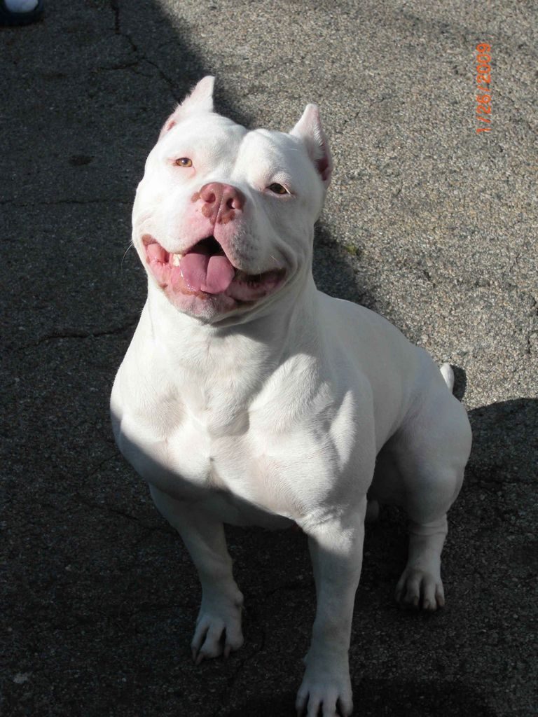 All White Red Nose Pitbull