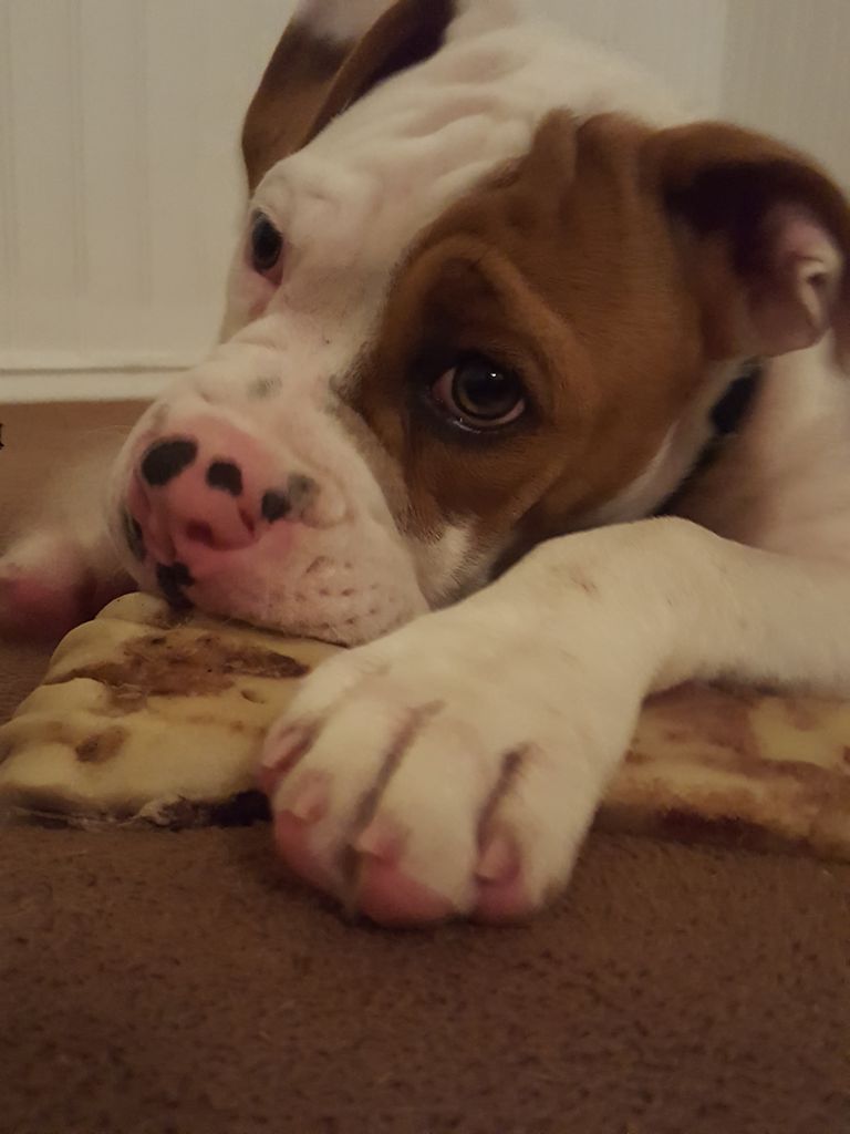 Bulldog rescued in North Carolina