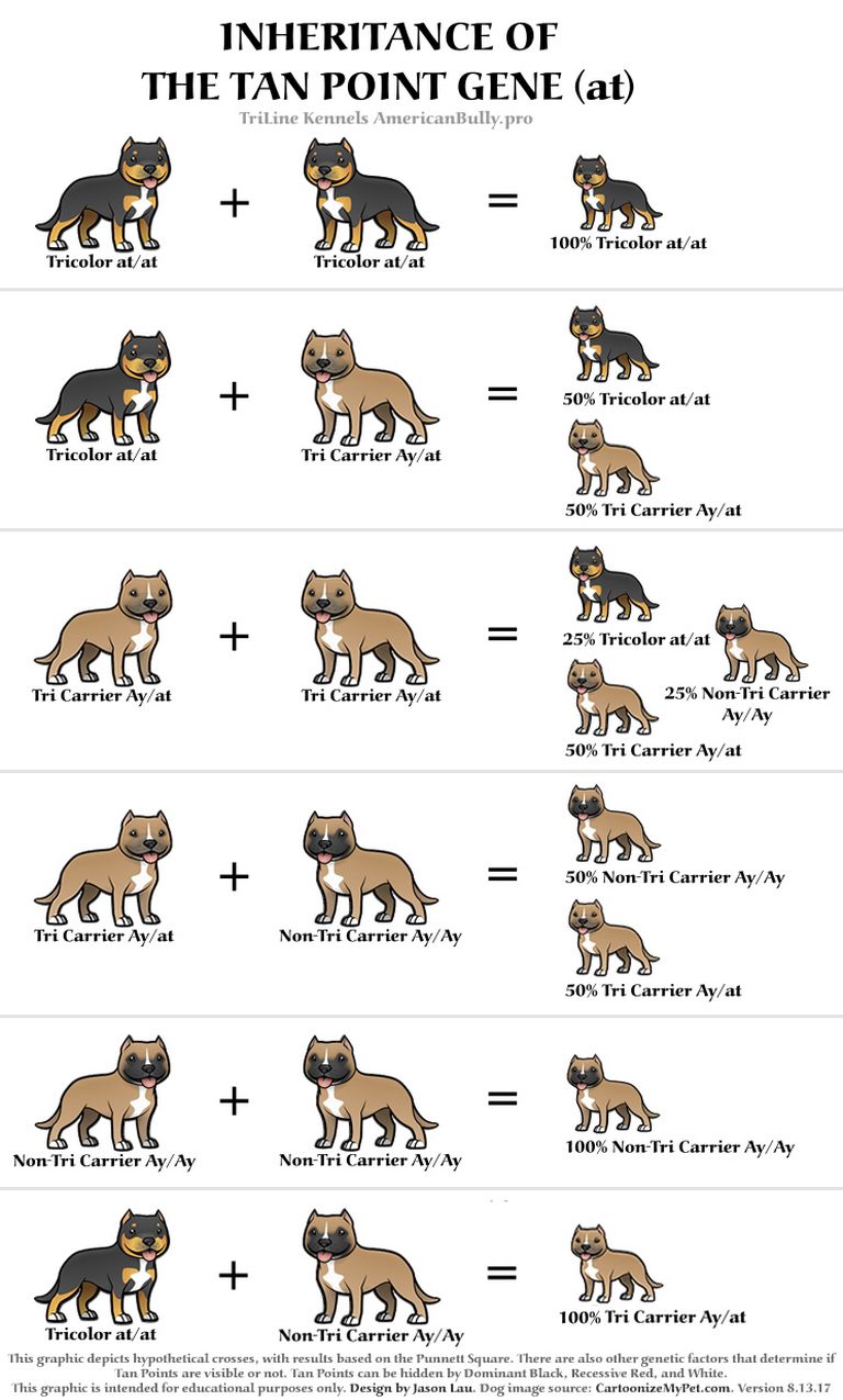 American Bully Breeding Color Chart