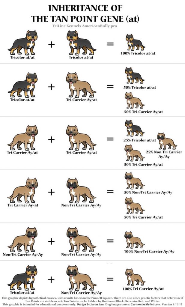 American Bully Color Genetics