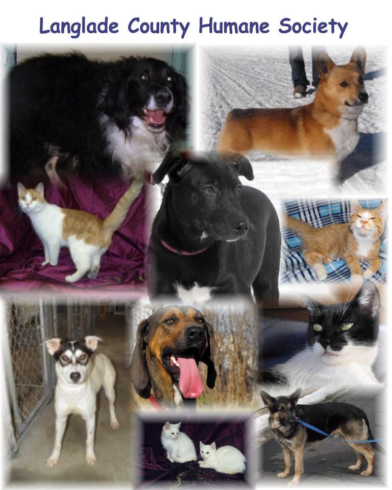 Antigo, Wi Animal Shelter