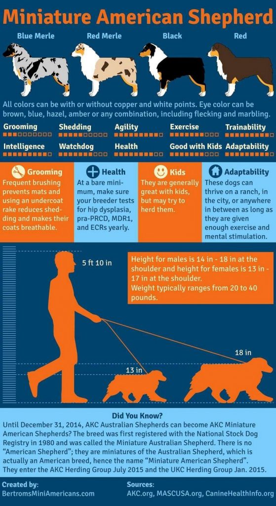 Australian Shepherd Height Chart