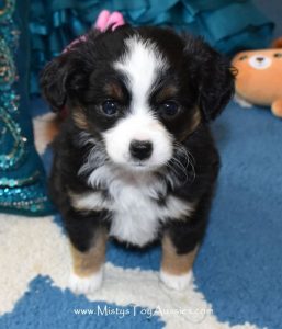 Australian Shepherd Puppies For Sale Under 200 | Top Dog ...