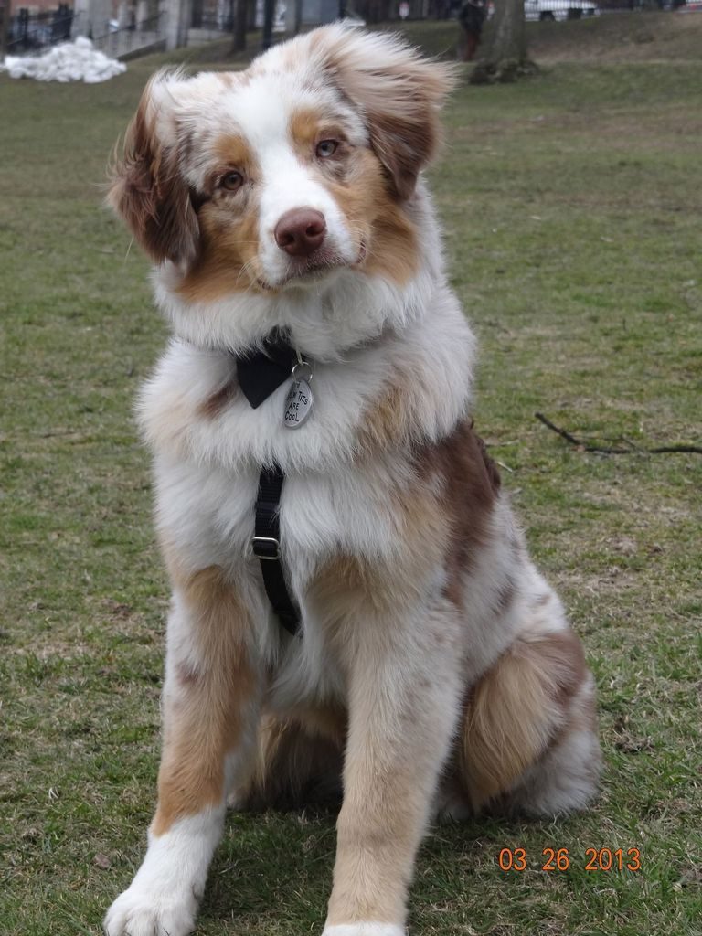 Australian Shepherd Red Merle