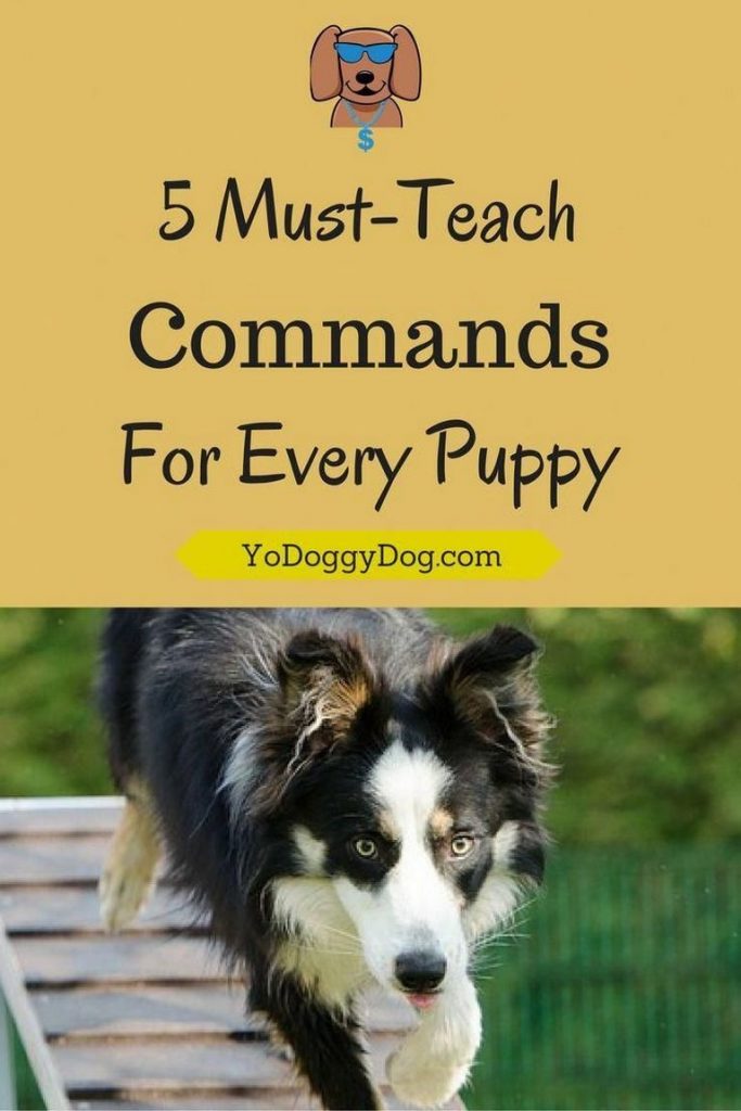 Australian Shepherd Training Commands (1)