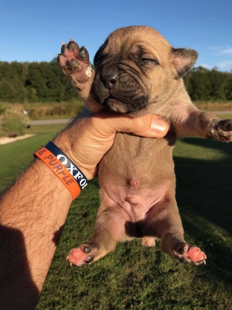 Avalanche Cane Corso