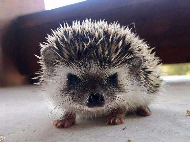 Baby African Pygmy Hedgehogs For Sale