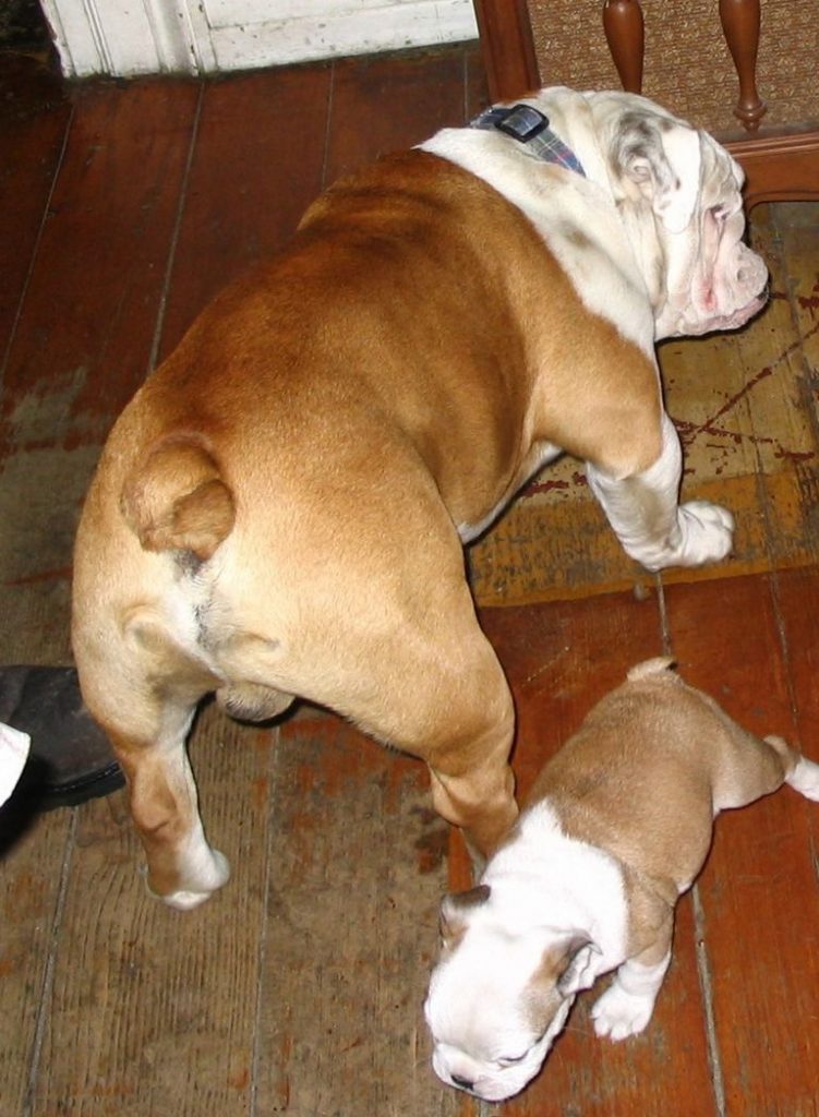 Bantam Bulldog For Sale (1)