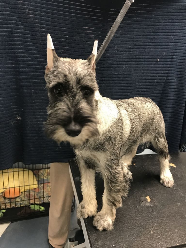 Bardwood Standard Schnauzers (1)