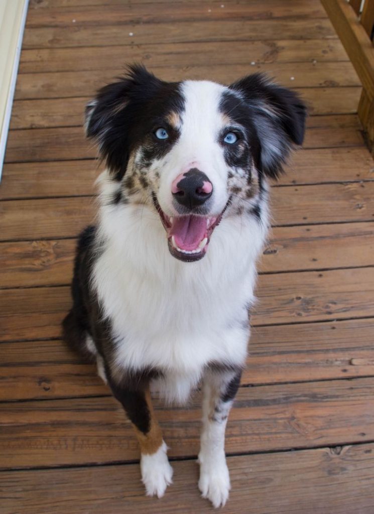 Bark Aussie Rescue