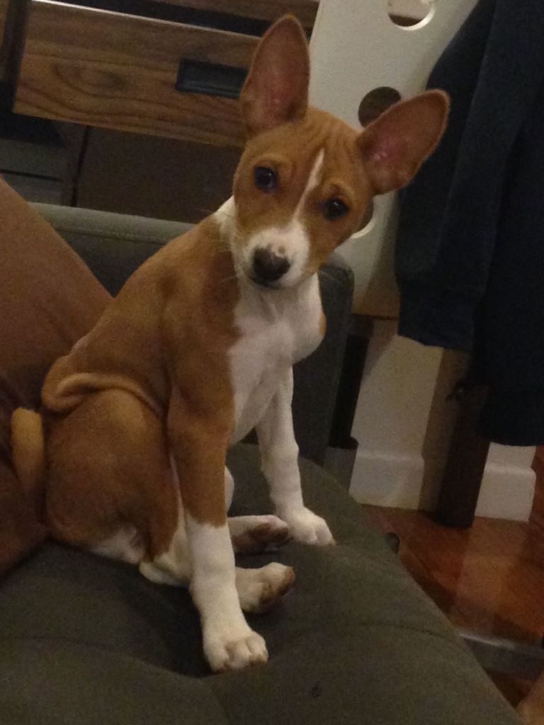 Basenji Breeders Ny (1)