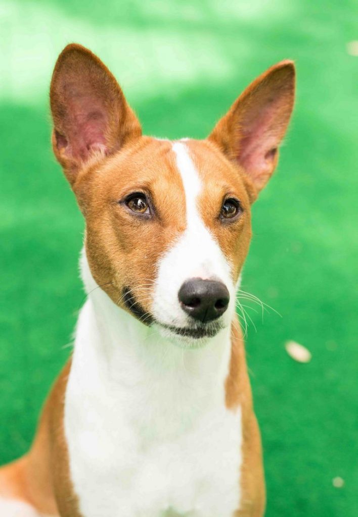 Basenji For Sale In Texas