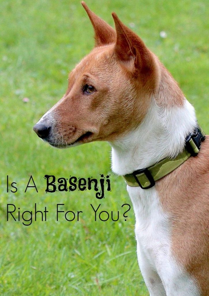 Basenji Hypoallergenic