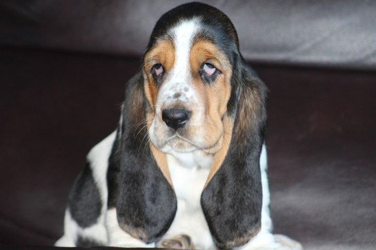 Basset Hound Breeders Florida