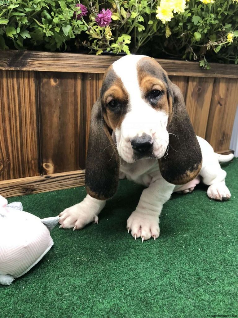 Basset Hound Puppies For Sale Wi