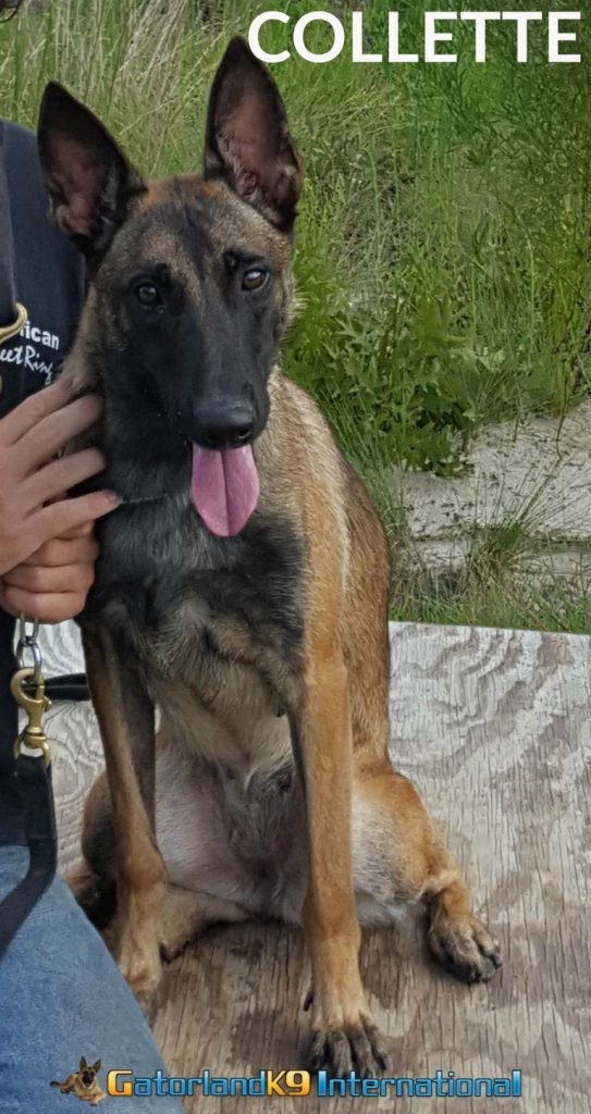 Belgian Malinois For Sale Sc