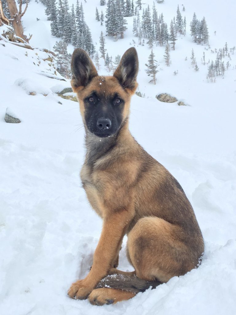 Belgian Malinois Puppies Colorado