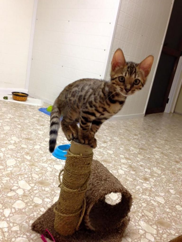 Bengal Kittens Gainesville Fl