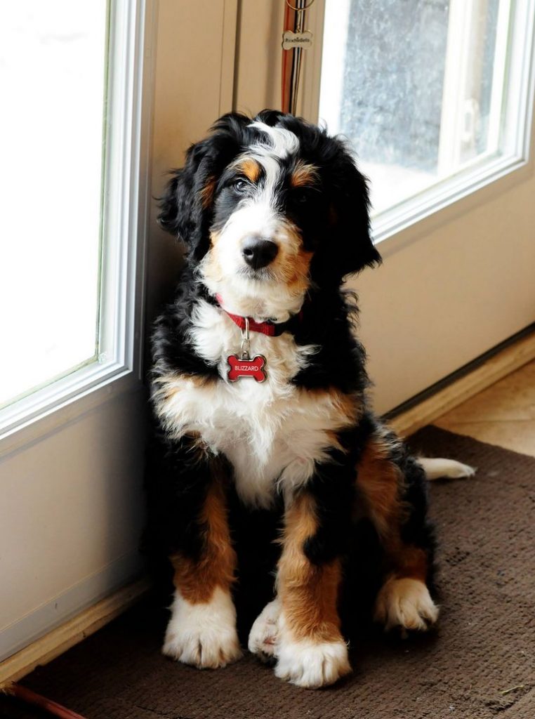 Bernedoodle Size