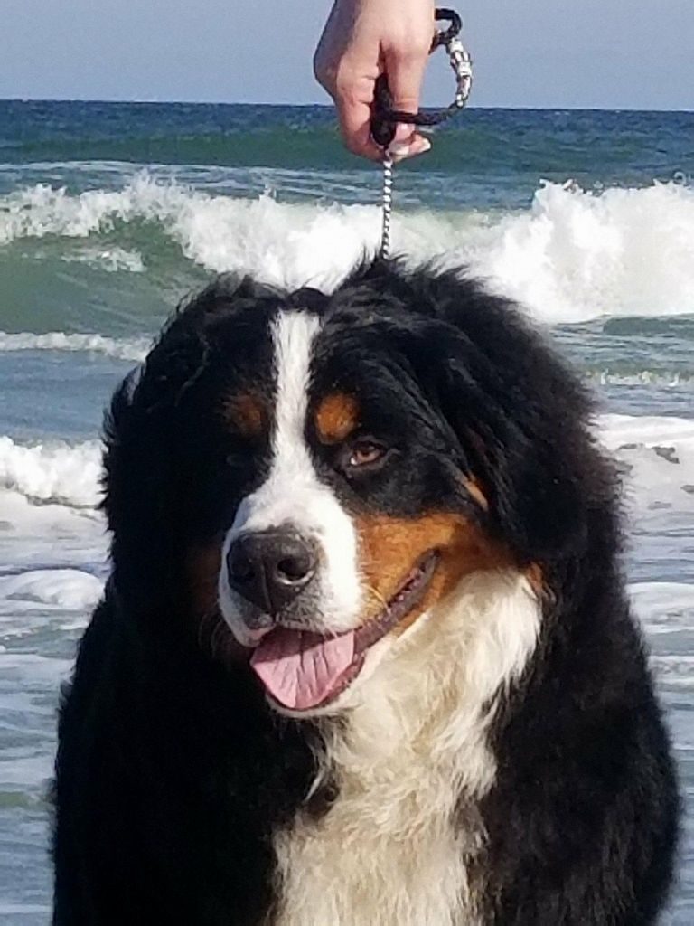 Bernese Mountain Dog New London Wi