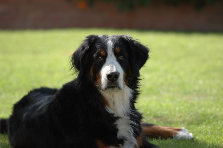 Bernese Mountain Dog Rescue Idaho