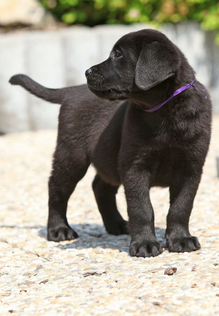 Black Dog Names Female Puppies