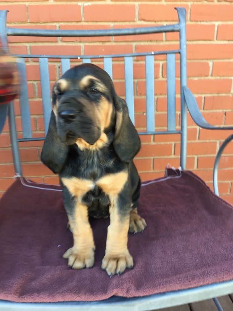 Bloodhound Puppies Texas