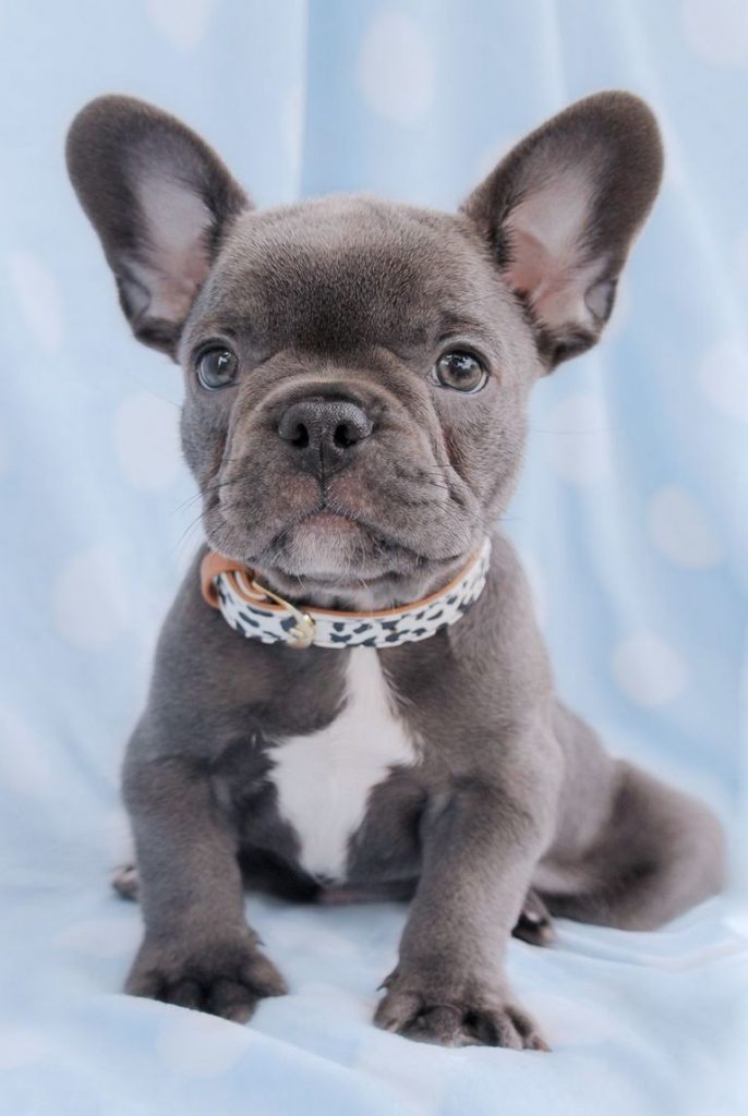 Blue And Brown French Bulldog