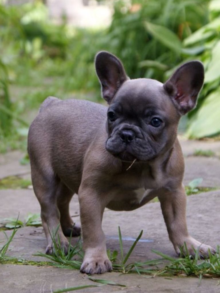 Blue Fawn French Bulldog