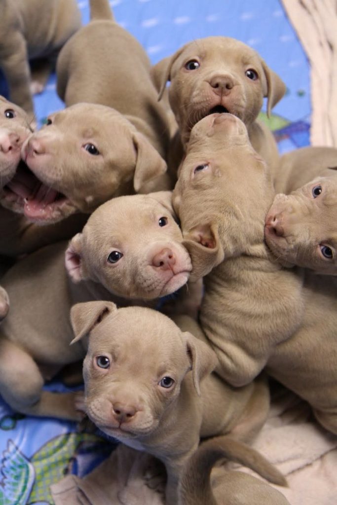 Blue Fawn Kennels