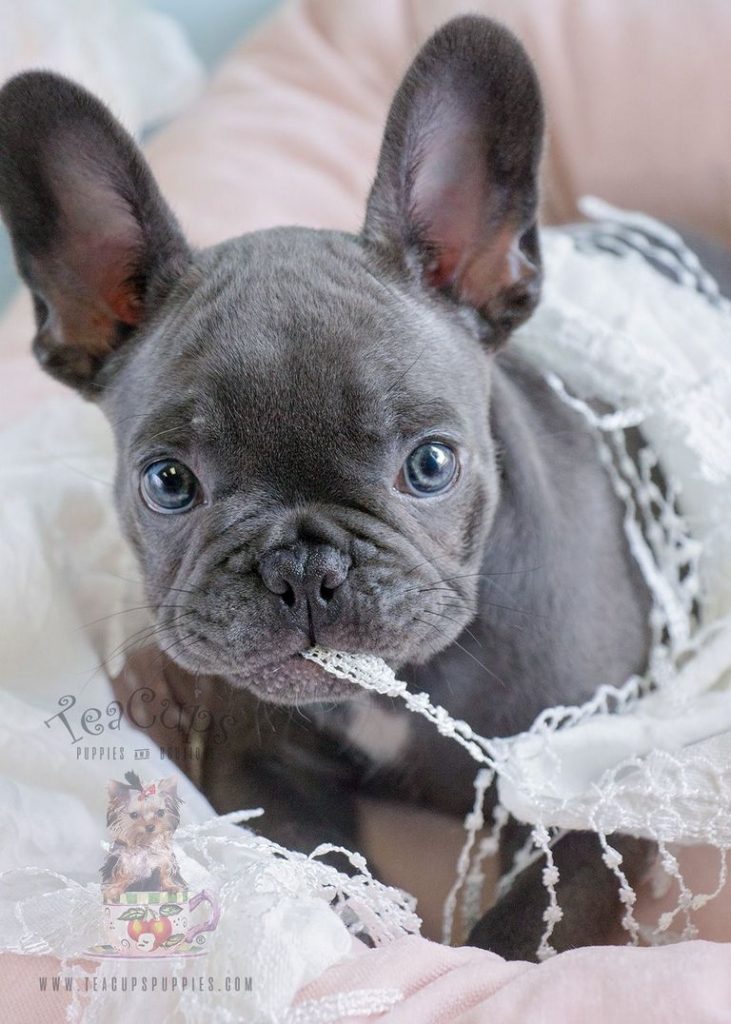 Blue French Bulldog Puppies For Sale