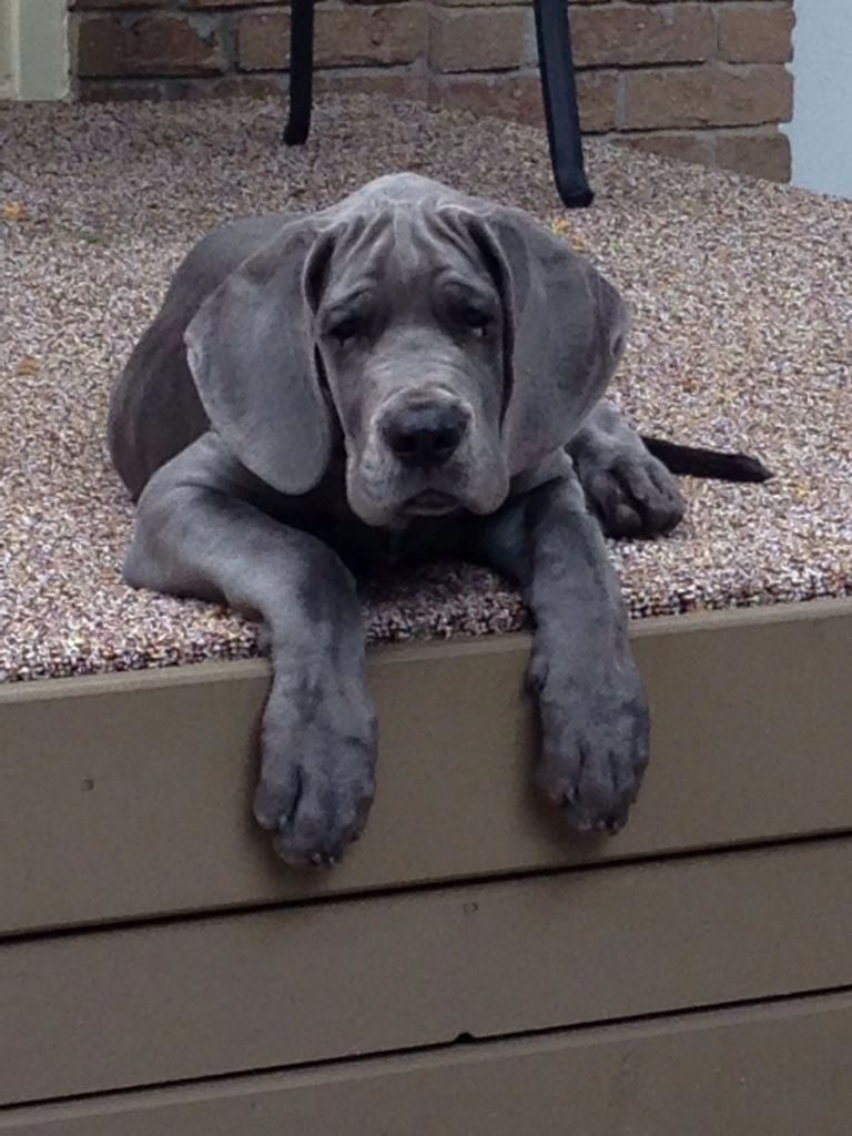 Blue Great Dane