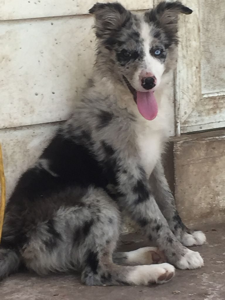 Blue Merle Border Collie Puppies For Sale California