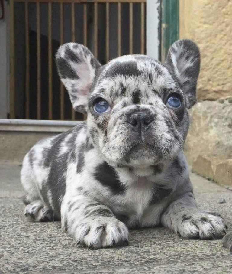 79 Blue Merle French Bulldog Picture Bleumoonproductions