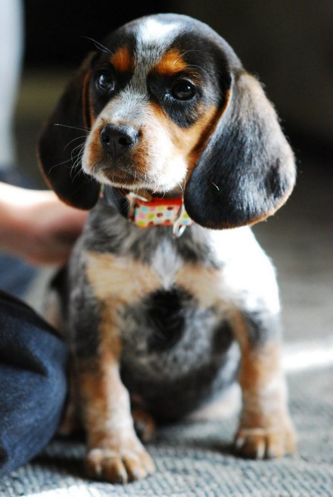 Blue Tick Beagle Puppies For Sale In Illinois