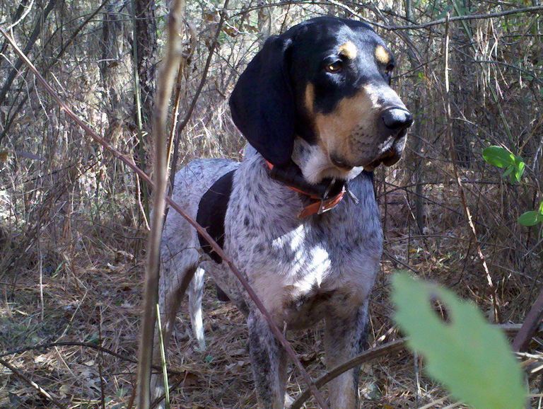 Bluetick Coonhound Puppies For Sale In Ohio