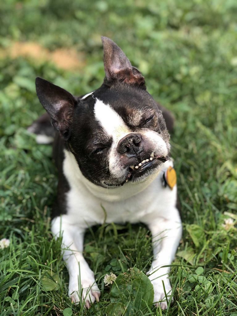 Boston Terrier Oregon Rescue