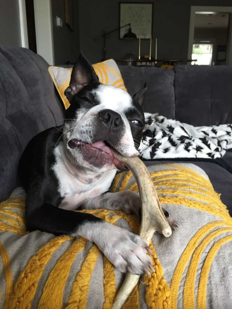 Boston Terrier Rescue Massachusetts