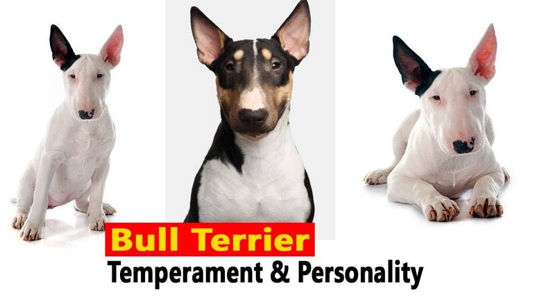 Bull Terrier Temperament