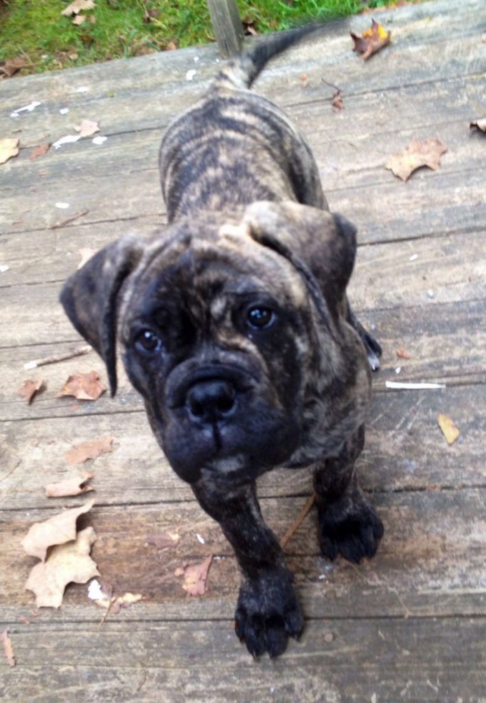 Bullmastiff Brindle Puppies