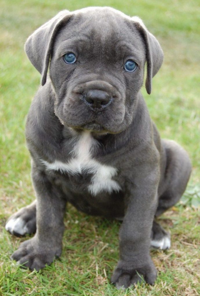 Cane Corso Mastiff Rescue Florida