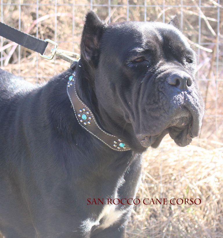 Cane Corso Puppies For Sale Va