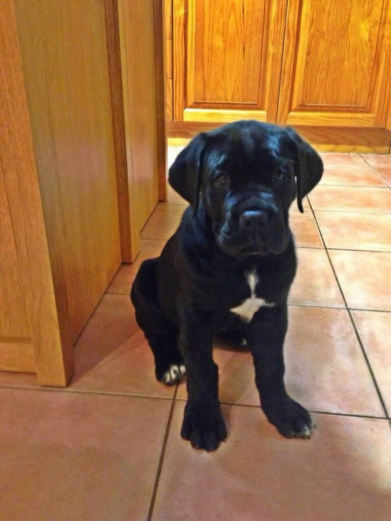 Cane Corso Puppy Weight At 8 Weeks