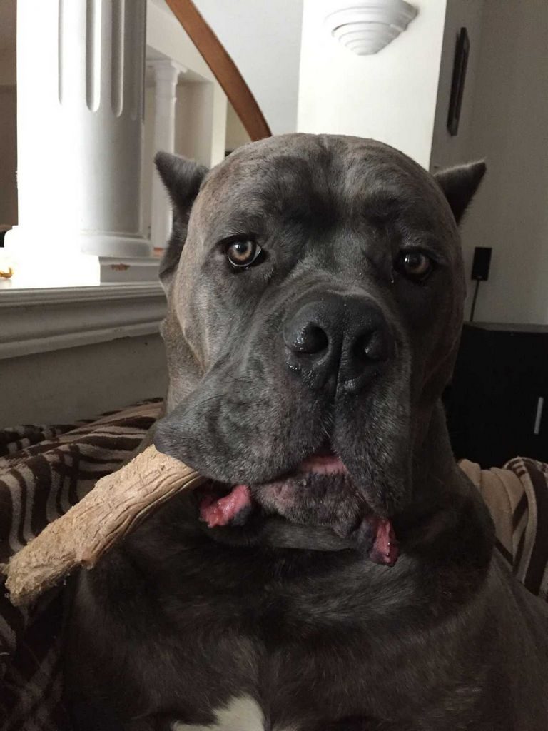 Cane Corso Rescue Tn