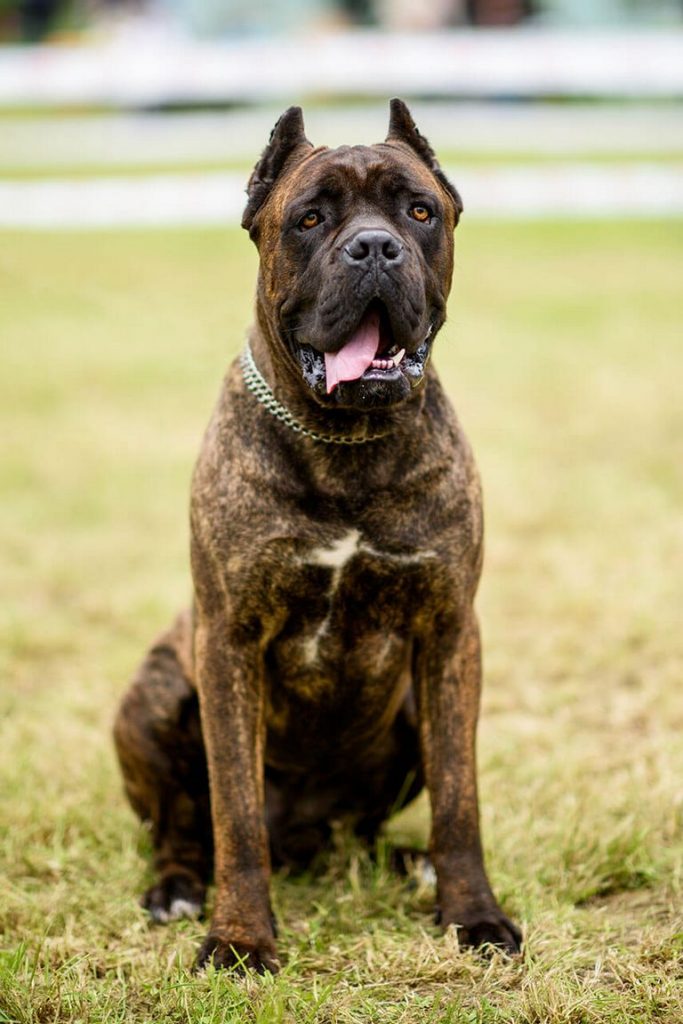 Cane Corso Size